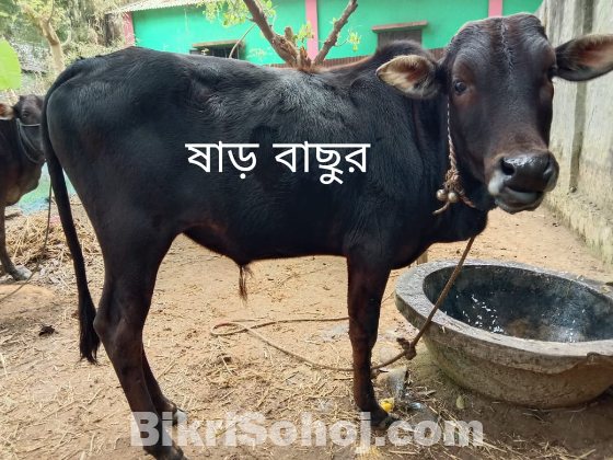 সাত মাসের গাভীন গাভী ও দশ মাস বয়সী ষাড়